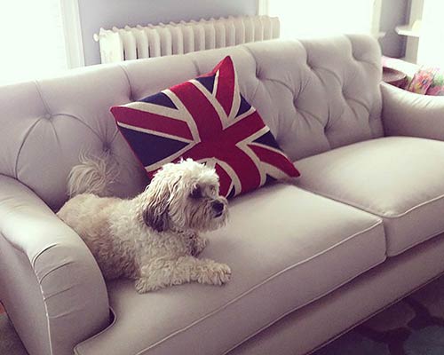 Customer image: Alfie sofa featuring Cooper!