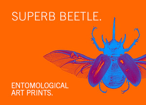 Superb Beetle.