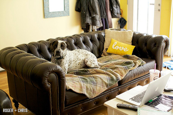 parker on "his" higgins chesterfield sofa | blog | roger + chris