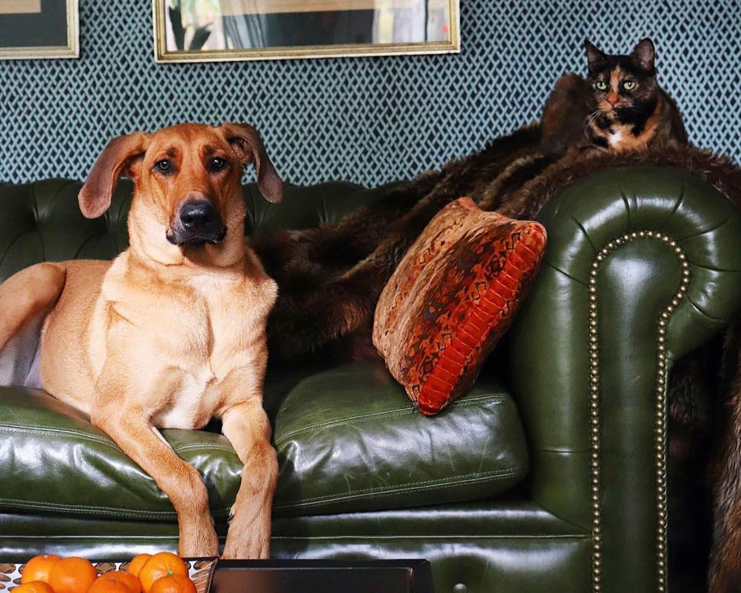 HIggins Chesterfield sofa in green leather with friends