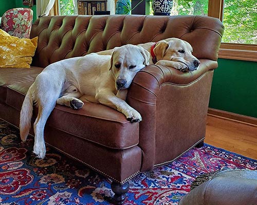 Alfie sofa with Duke and Chief