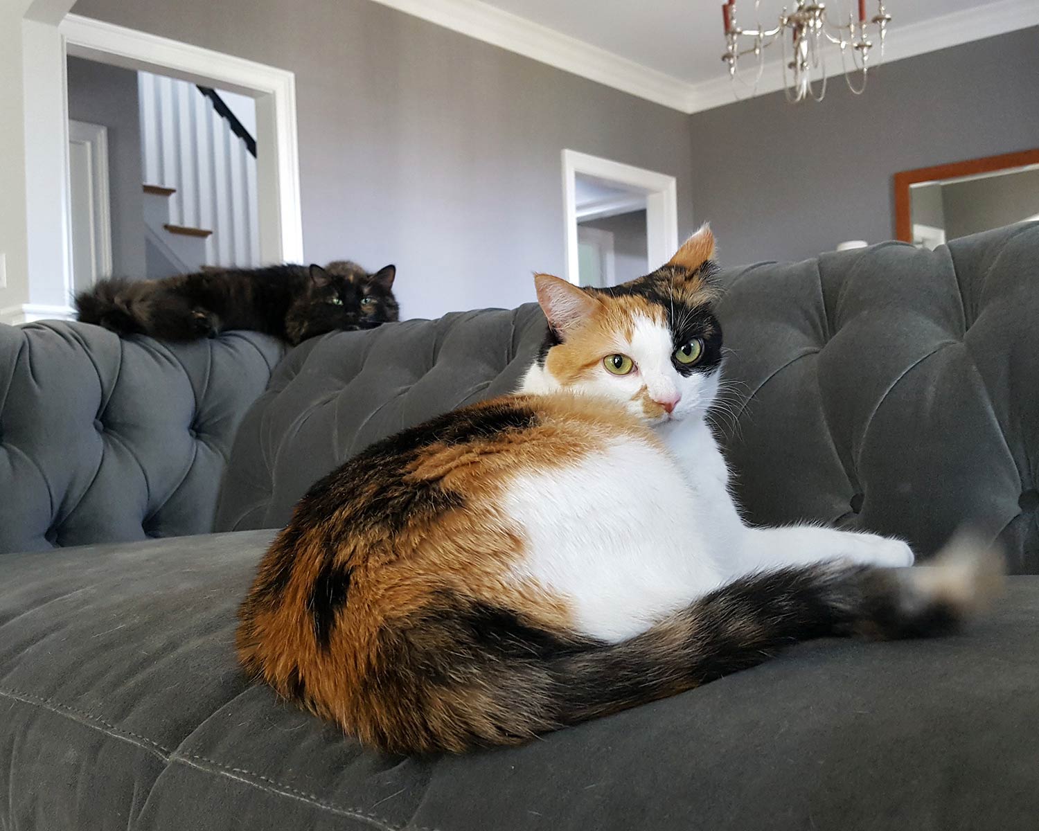 Higgins sofa with cats!