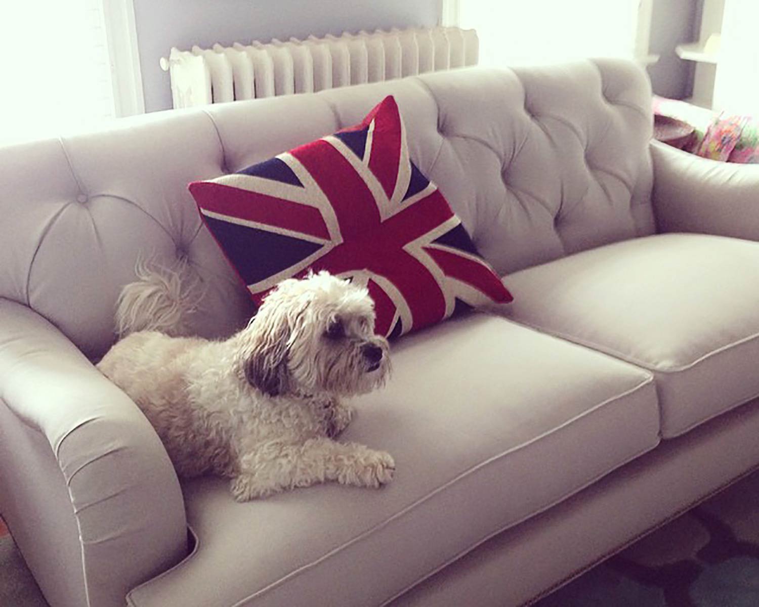 Alfie sofa featuring Cooper!