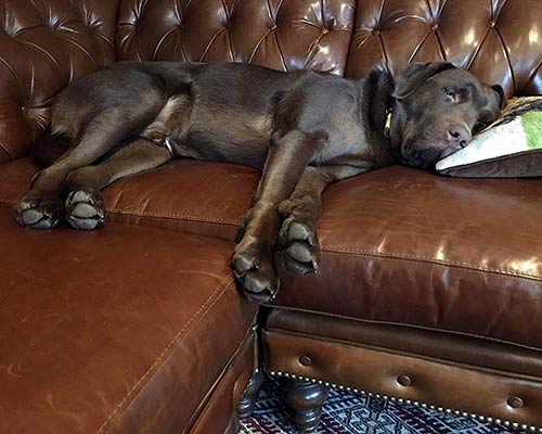 Customer image: Higgins Chesterfield sofa in brown leather