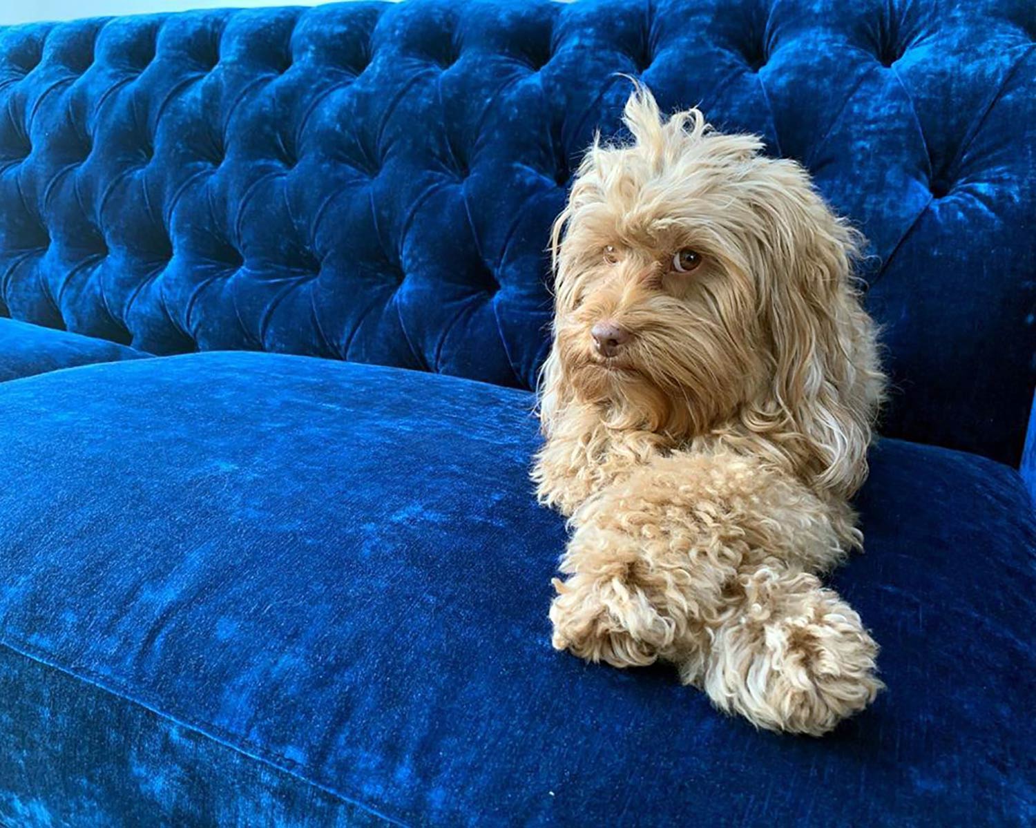 Blue velvet sofa with a friend