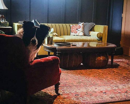 Customer image: Harley sofa and a curious Gus