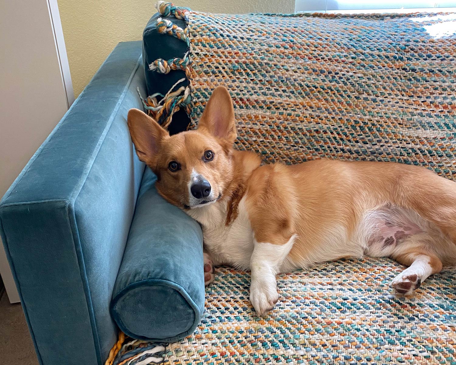 Natalie sleeper sofa in Como Bali velvet with puppy