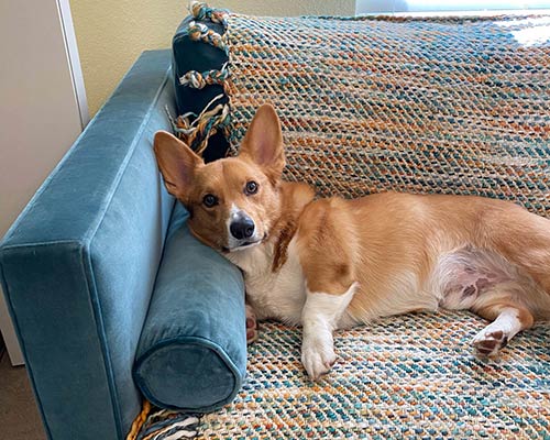 Customer image: Natalie sleeper sofa in Como Bali velvet with puppy