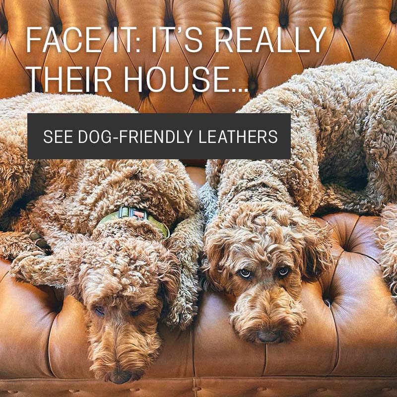 Face It: It's Really Their House. See Dog-Friendly Leathers