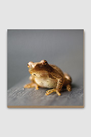 Tree Frog Plywood Print