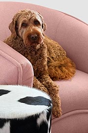 Buttercup armchair in blush pink fabric