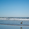 Seabird over the water.