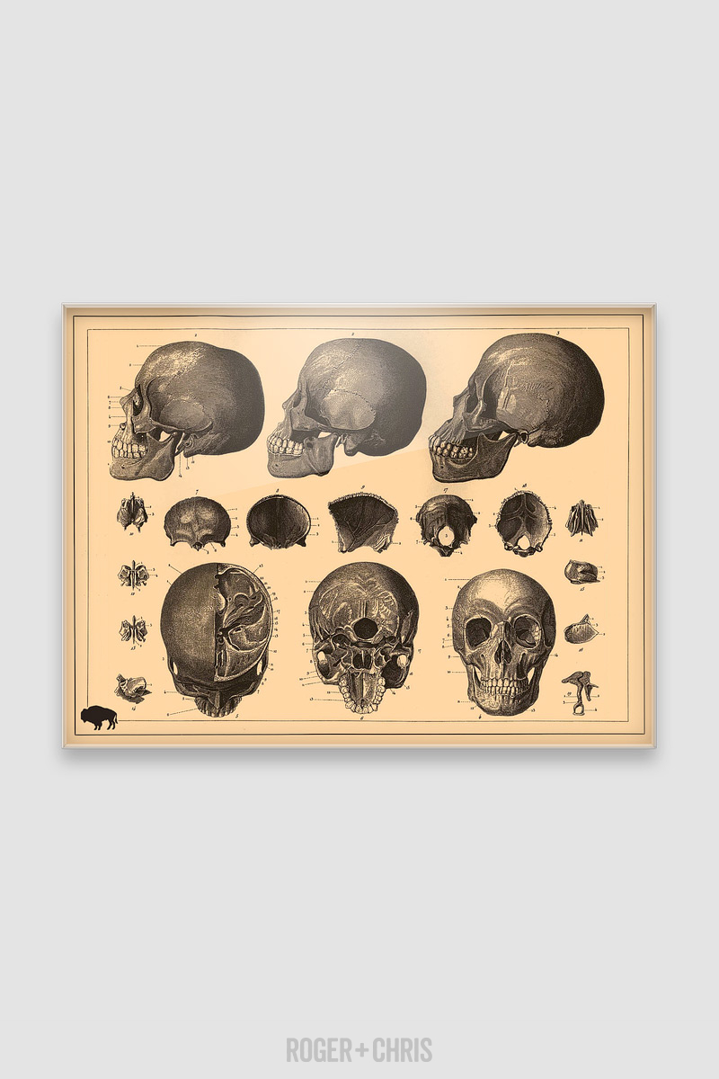 Small Utility Board, Creepy Skulls