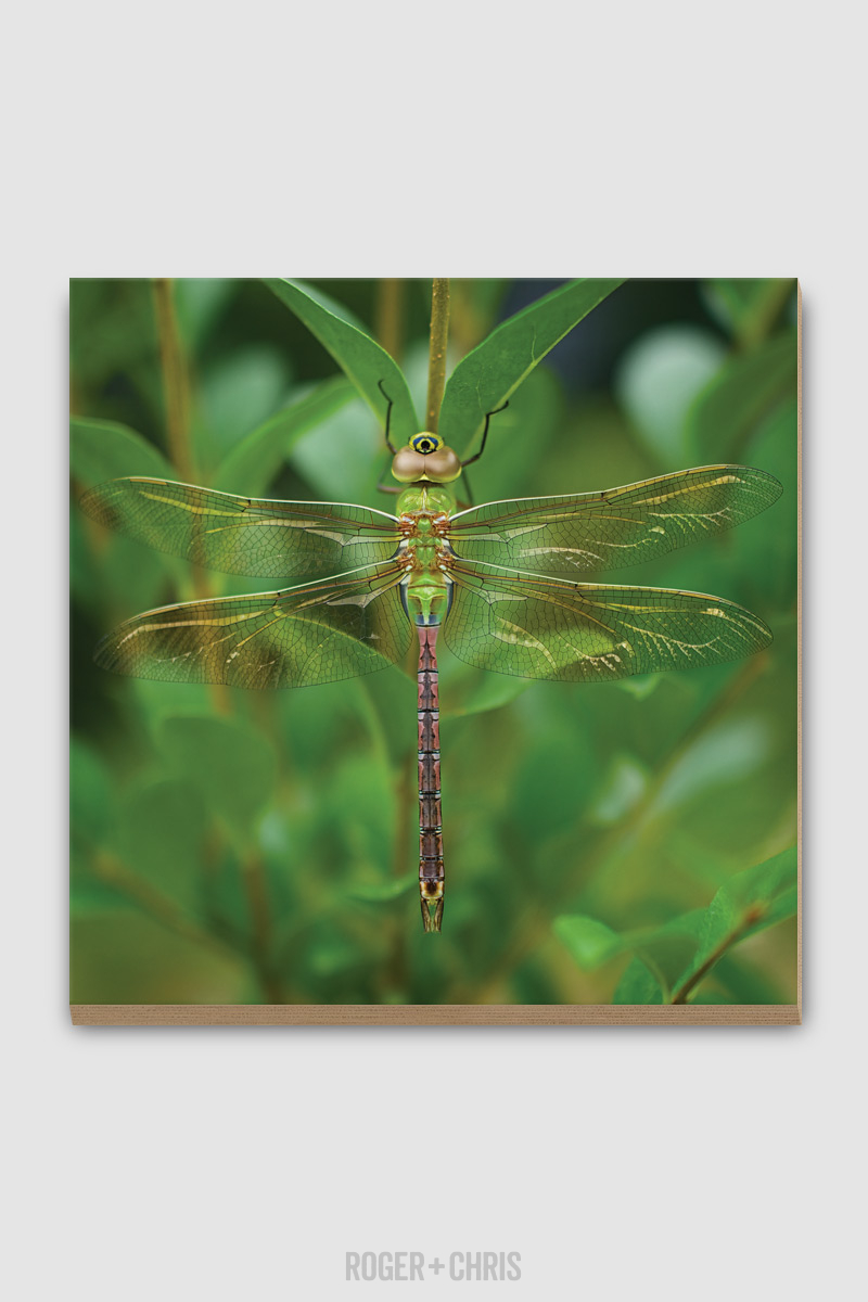 Dragonfly Plywood Print