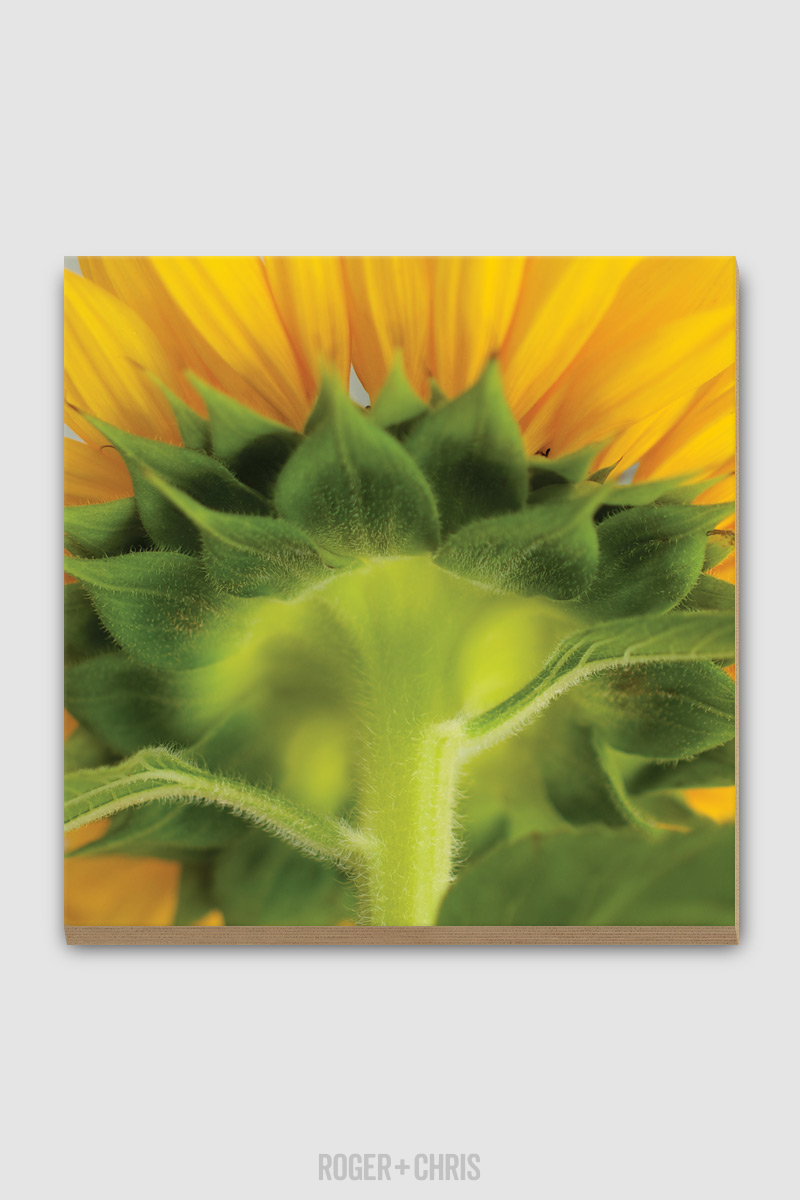 Sunflower Plywood Print