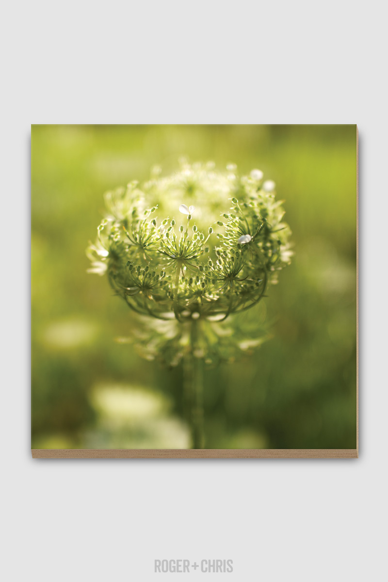 Queen Anne's Lace Plywood Print