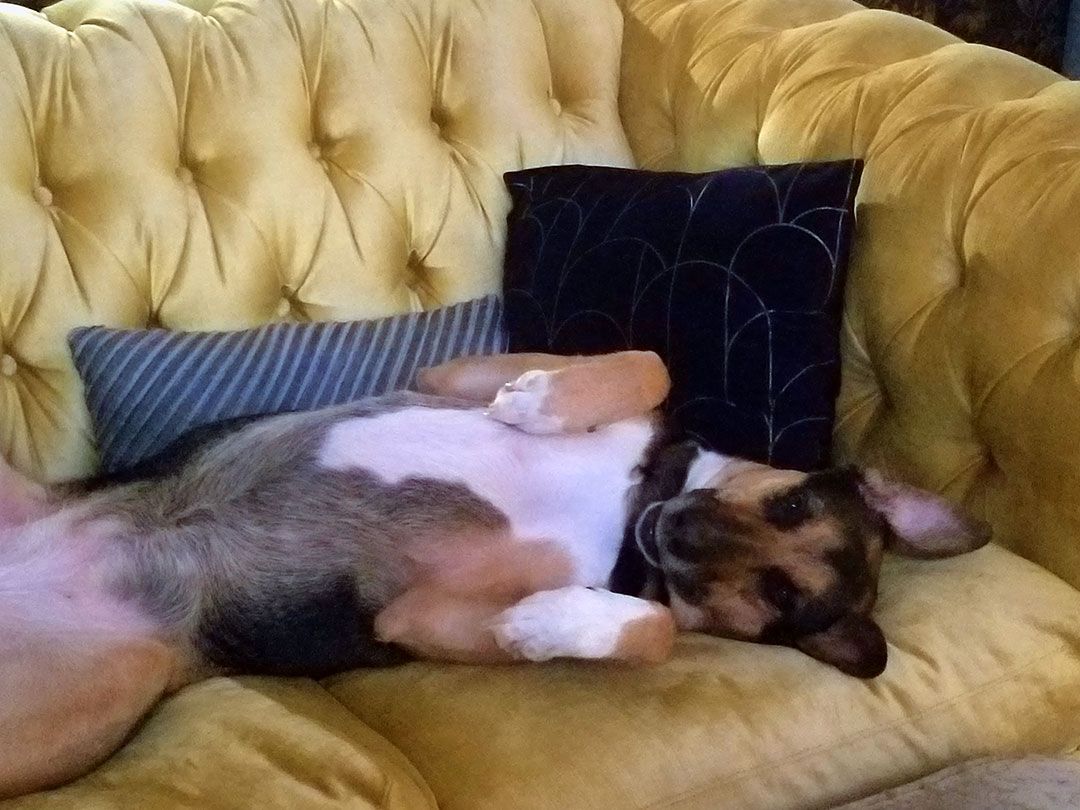 Photo of dog on sofa