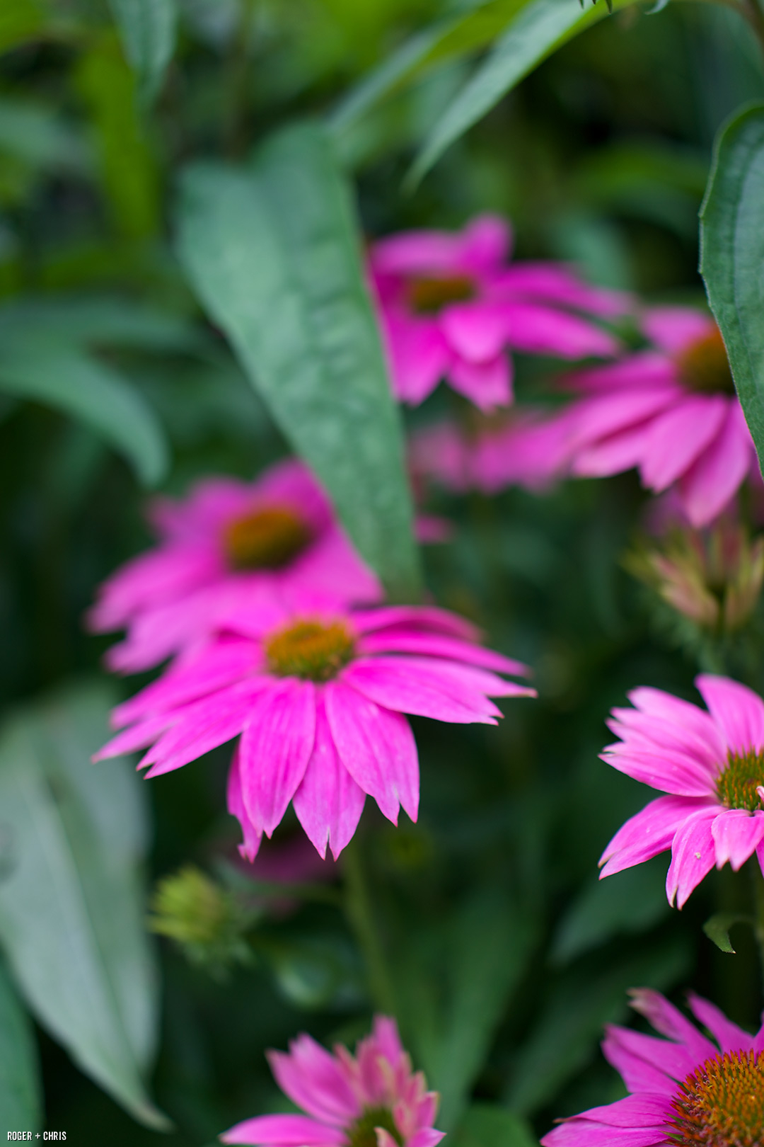 Flowers in the garden.