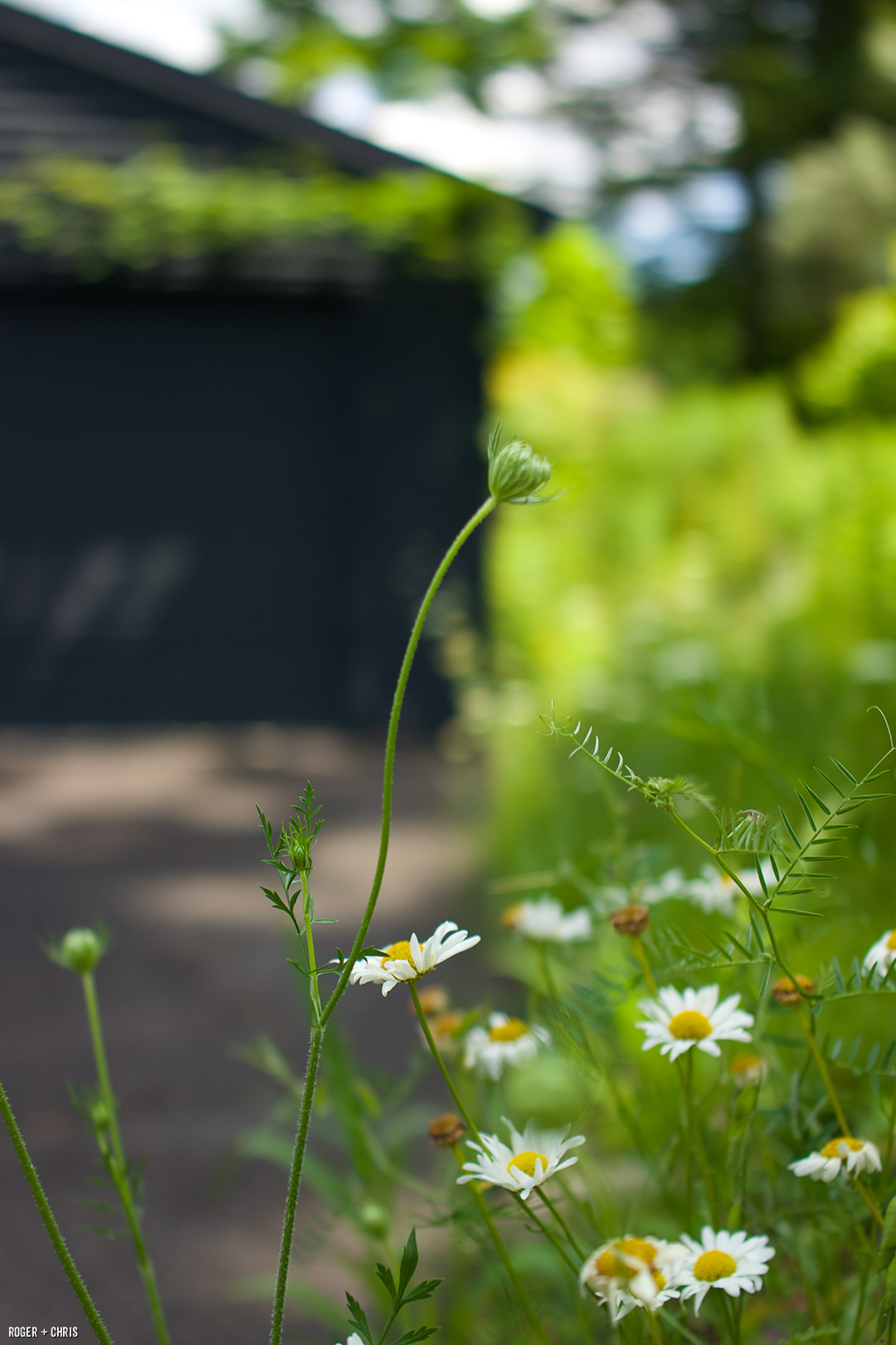 Wildflowers around the garage.