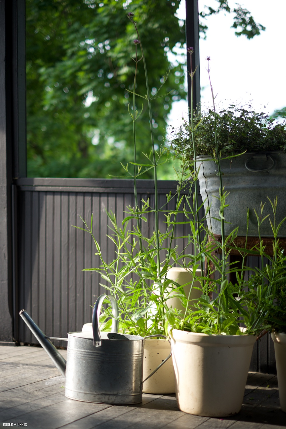 Planter garden on the back porch.