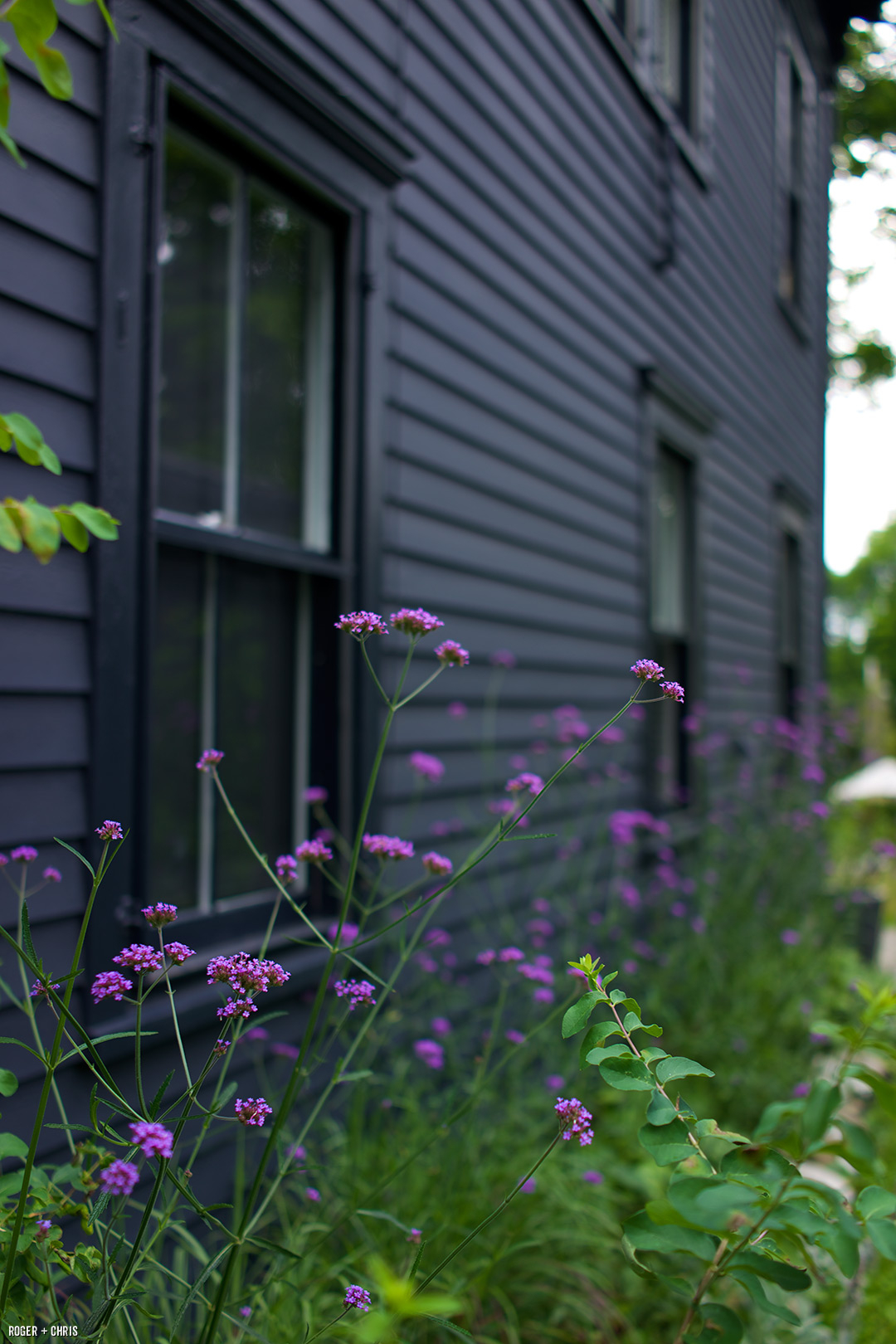 Flowers along the side of the house.