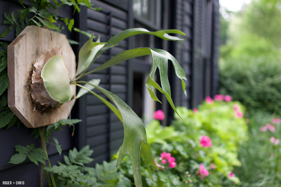 Staghorn plant hanging on the front of the house.