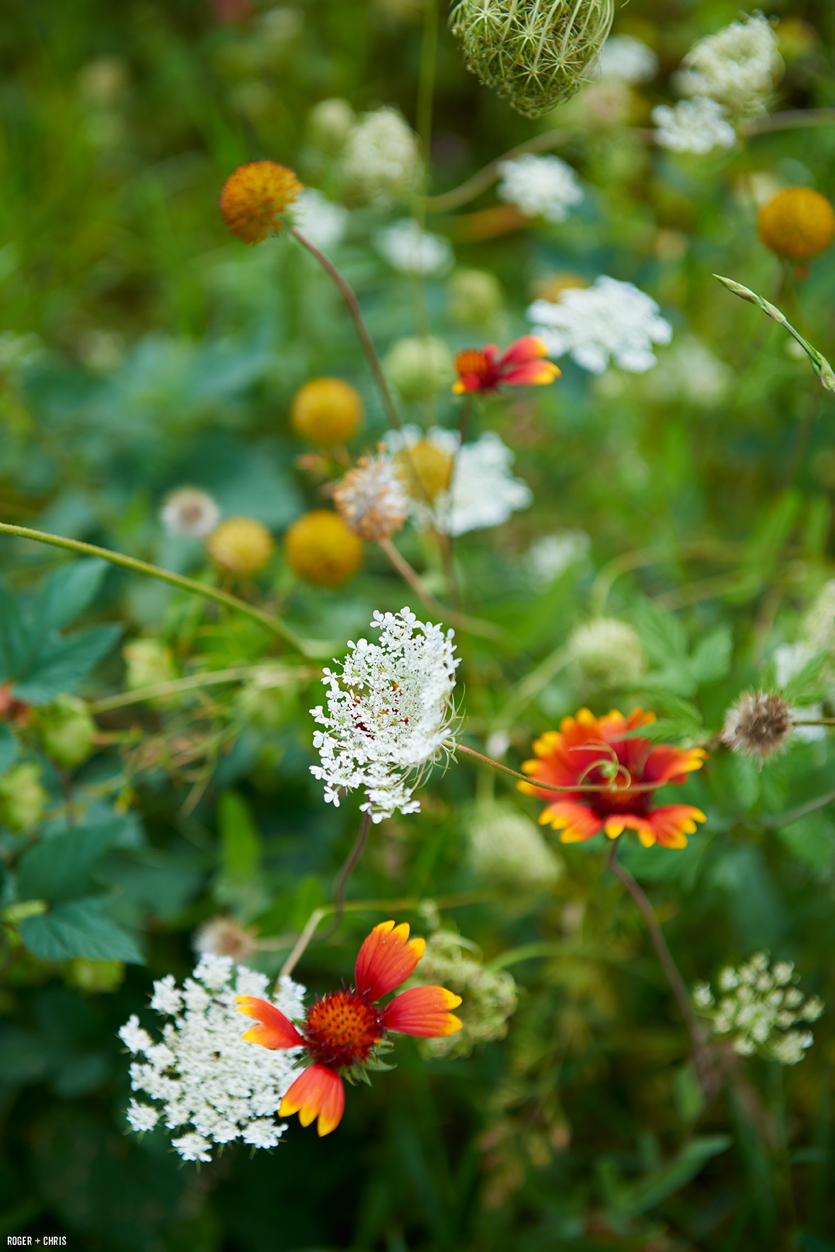Wildflowers in the garden. Photo by Alec Hemer.